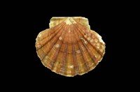 藏品(白碟海扇蛤)的圖片